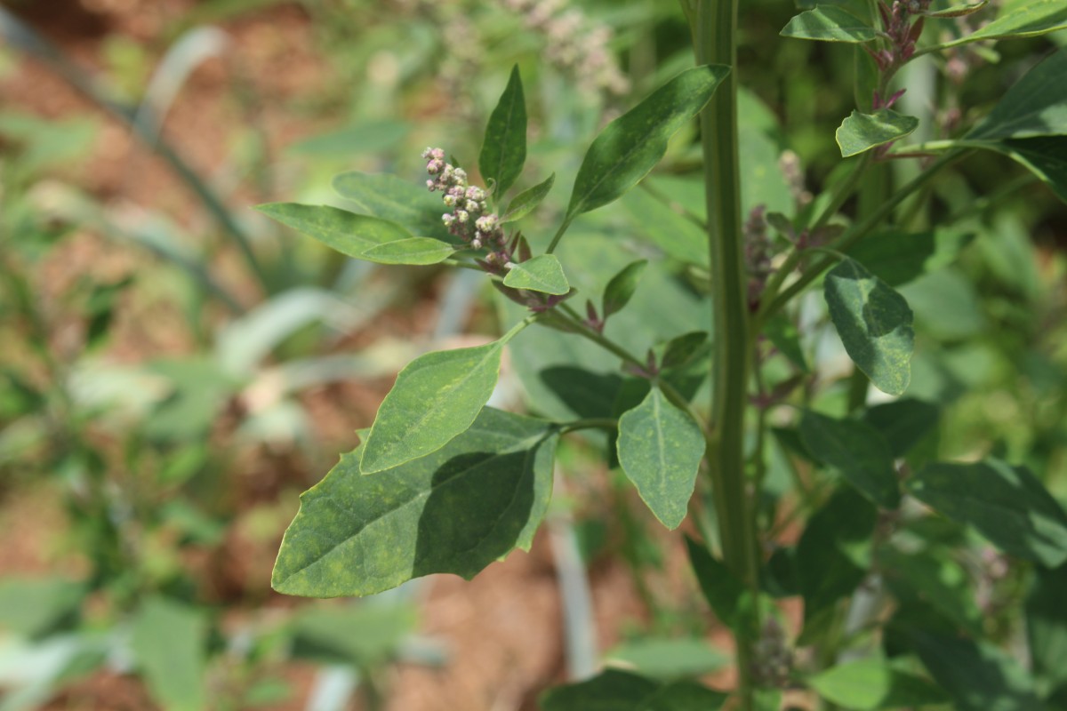 Chenopodiastrum murale (L.) S.Fuentes, Uotila & Borsch